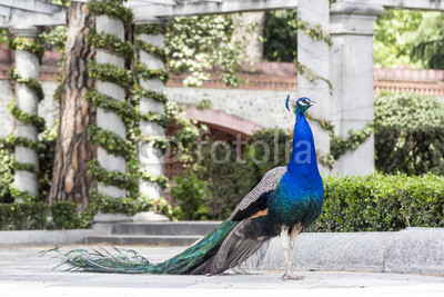 Peacock in a park