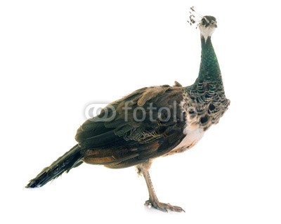 female peacock in studio