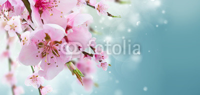 Cherry tree branch with blooming flowers in garden over blue bokeh background banner