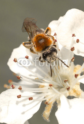 A bee on an apple tree
