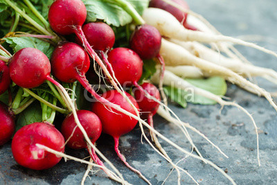 fresh radish
