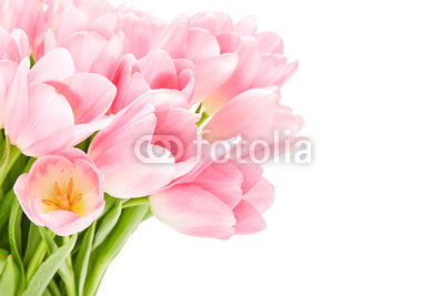 Pink tulips isolated over white background