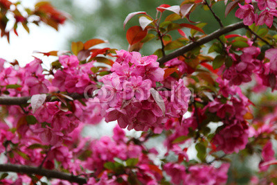 Pink Crab apple flowers