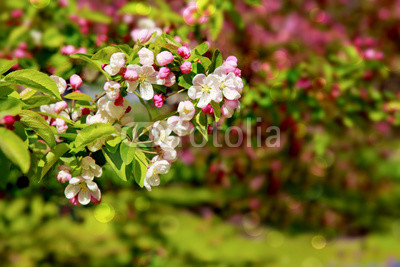 Apple flowers background.