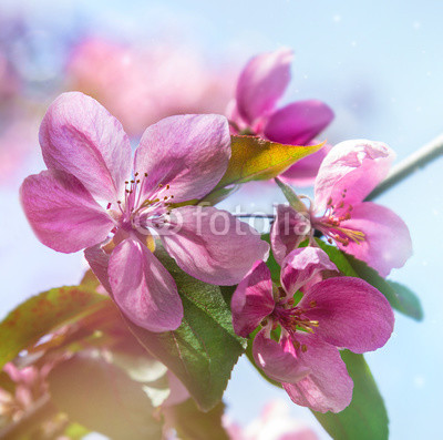 pink flowers on the branches of fruit trees. Apple tree in blossom