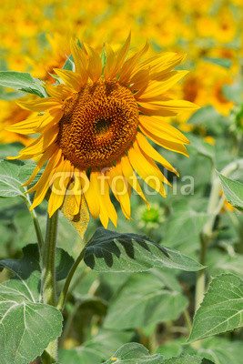 Portrait of sunflower at summer day close up, Provence France