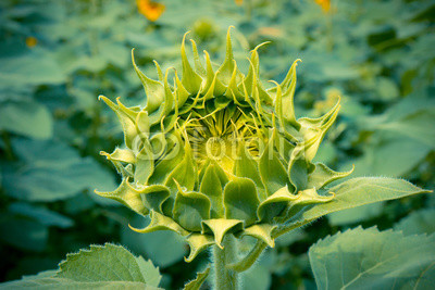 Sunflower field
