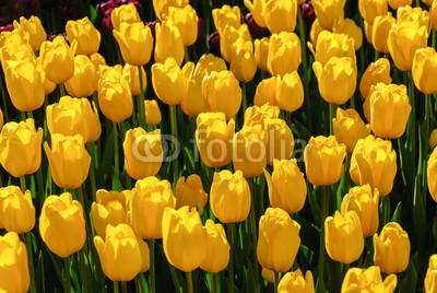 Red tulips. Beautiful bouquet of tulips. colorful tulips.