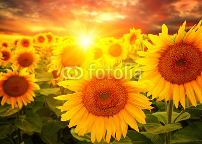  sunflowers and sun