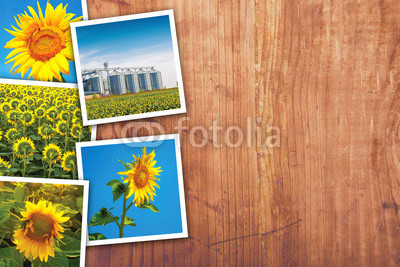 Sunflowers farming and agriculture photo collage