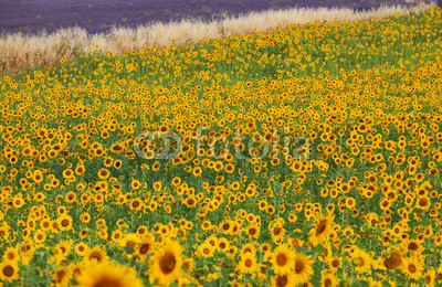 Sunflower and lavender