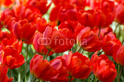 There are many red tulips in the spring garden.