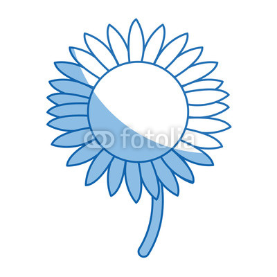 beautiful nature sunflower season botanical vector illustration
