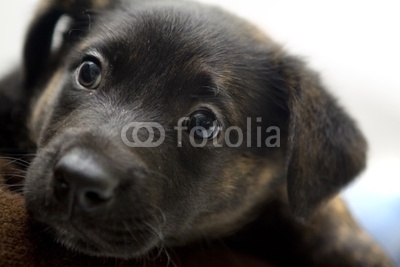 Puppy