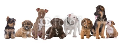 large group of puppies