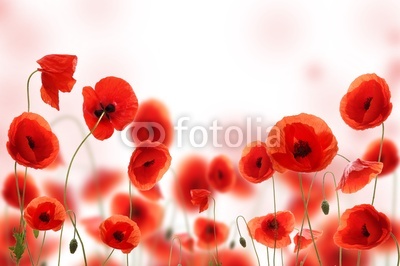 Poppy field