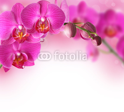 Orchids design border with copy space