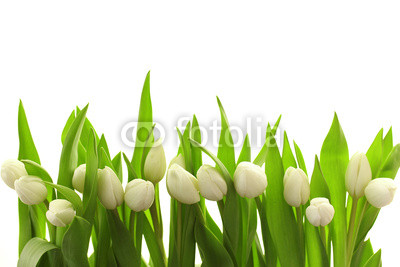 Weiße Tulpen