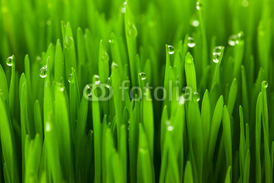 Fresh green wheat grass with drops dew / macro background