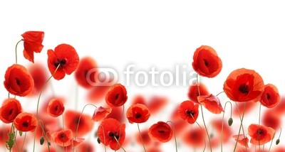 Poppy flowers isolated on white background