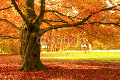Herbstbaum