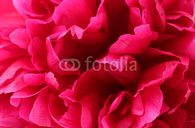 beautiful pink peony close up