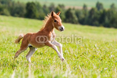 mini horse Falabella