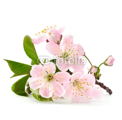 cherry twig in bloom isolated