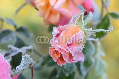 Blumen 251