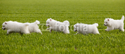 Samoyed dog