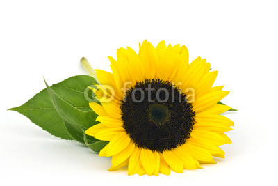 sunflower on white background (Helianthus)
