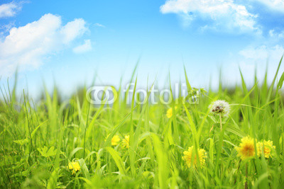 Summer meadow
