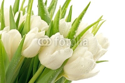 Tulipany