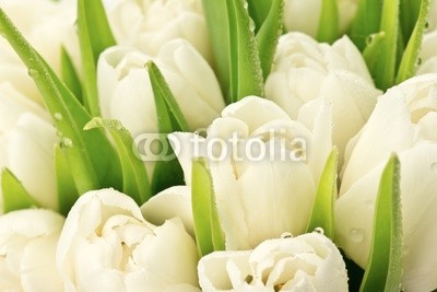 Tulipany
