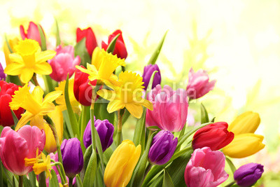 Colorful tulips and daffodils