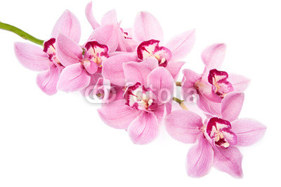pink orchid flowers isolated