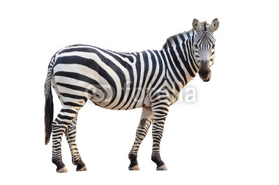 zebra isolated