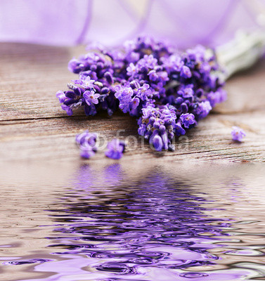 Lavendelblüten mit Spiegelung
