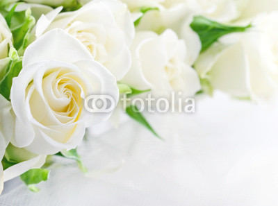 Closeup of white roses