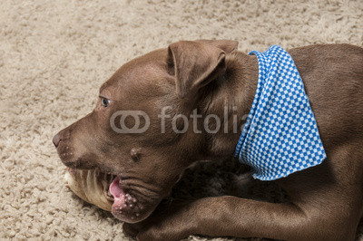 Pitbull Puppy