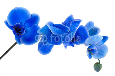 orquídea