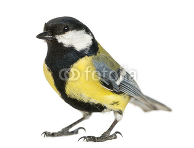 Male great tit, Parus major, isolated on white