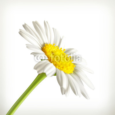 Chamomile
