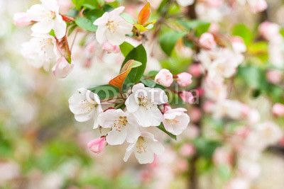 Apple Flower