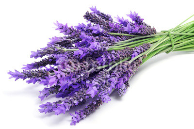 lavender flowers