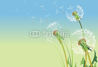 Dandelions Illustration