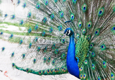 Close up of peacock showing its beautiful feathers