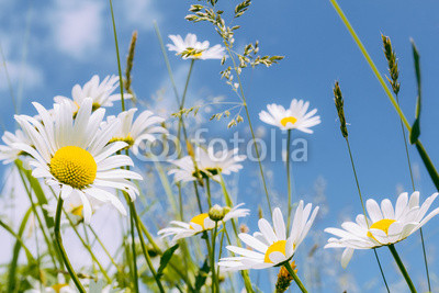 daisy flower field