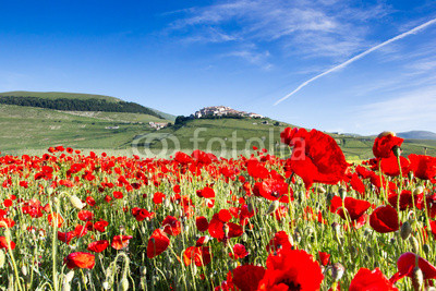 Campo di papaveri, paesaggio