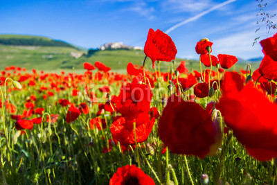Campo di papaveri e colline a Castelluccio di Norcia